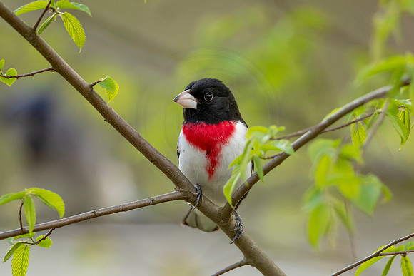 178 rose breasted grosbeak (6F3A4588) May 10, 2021