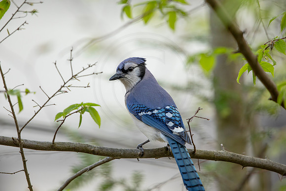 174 blue jay (6F3A4569) May 10, 2021