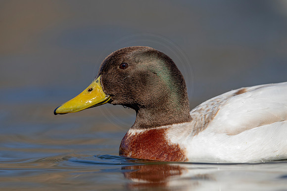 251 mallard (AF3A3785) March 13, 2021