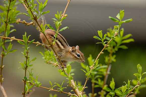 236 chippy (6F3A5094) May 14, 2021