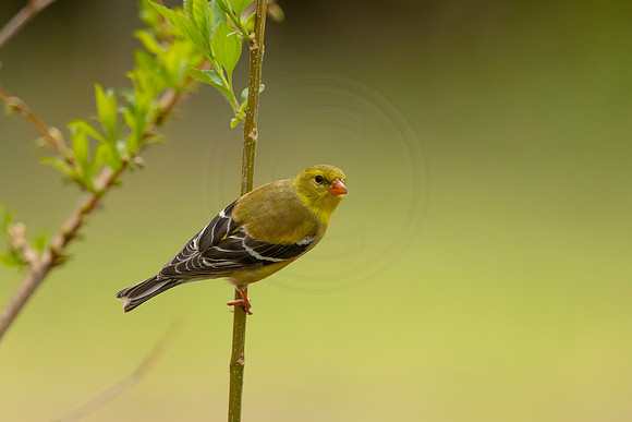 297 goldfinch (6F3A5459) May 14, 2021
