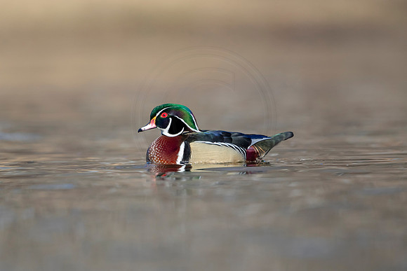309 wood duck (AF3A4652) March 20, 2021