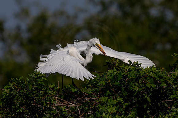 1063 egret (6F3A3762) April 18, 2021