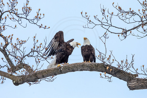 550 bald eagle (AF3A7837) February 20, 2021