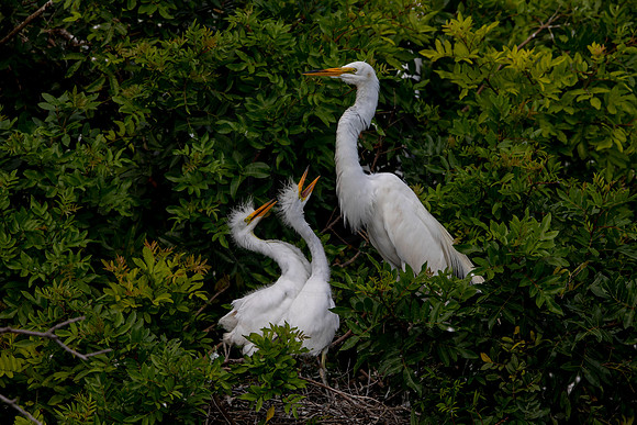 1121 egrets (6F3A4202) April 18, 2021