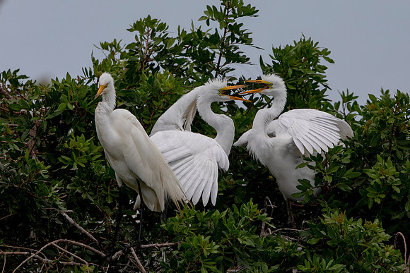 1172 egret (6F3A4815) April 18, 2021