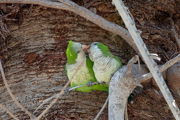 1182 monk parakeet (6F3A4879) April 18, 2021