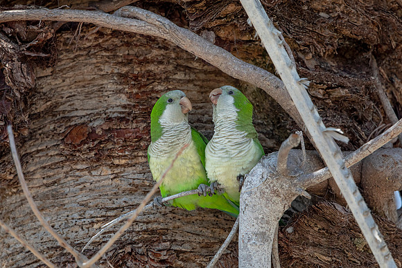 1185 monk parakeet (6F3A4903) April 18, 2021