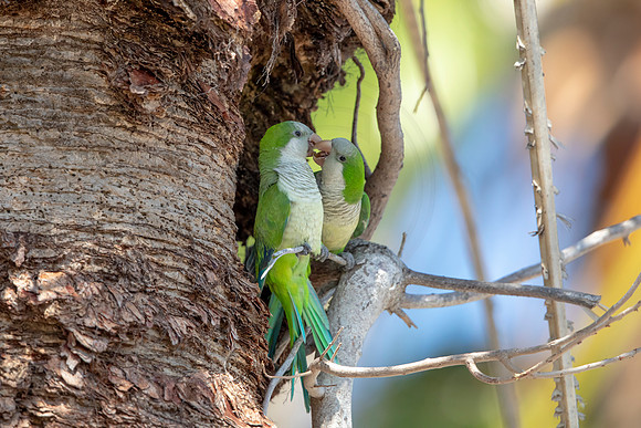 1203 monk parakeet (6F3A5131) April 18, 2021
