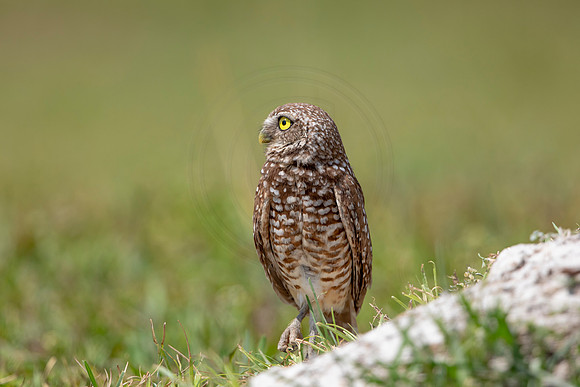 669 burrowing owl (6F3A1012) April 17, 2021