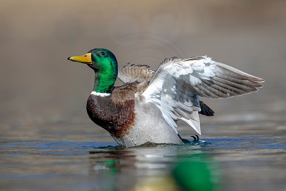 247 mallard (AF3A3729) March 13, 2021
