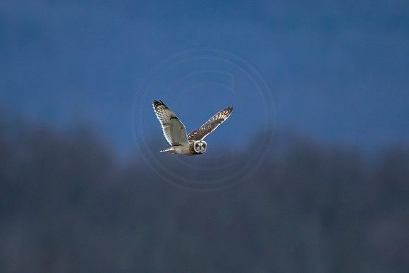 1 seo (AF3A6726) November 21, 2020