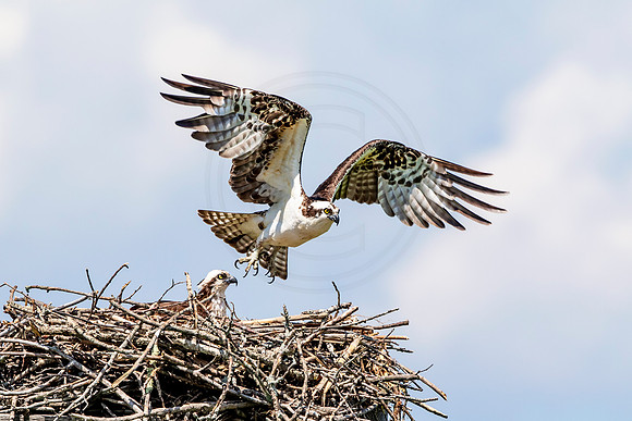 Osprey in Crown Point