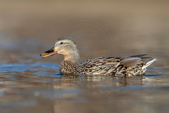 273 mallard (AF3A4482) March 20, 2021