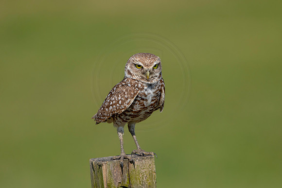 955 burrowing owl (6F3A2793) April 17, 2021
