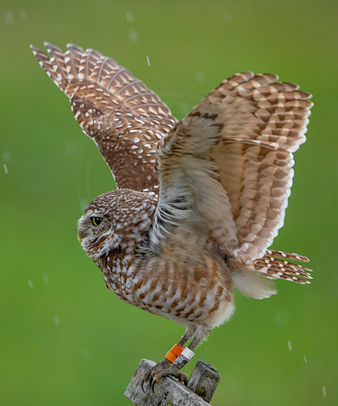 22 burrowing owl (6F3A7328) April 19, 2021