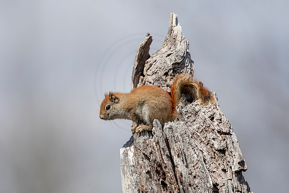 1 red squirrel (AF3A2489) April 4, 2020