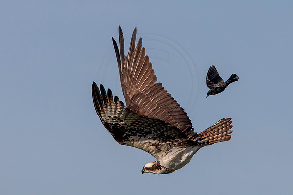 3 osprey (AF3A6996) June 15, 2020