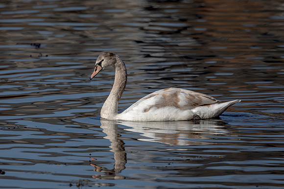 10 swan (AF3A4642) November  8, 2020