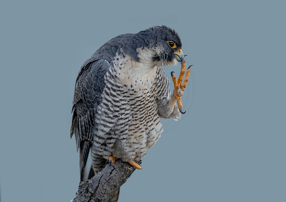 11 peregrine falcon (AF3A98466) March 1, 2020