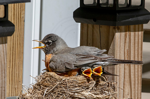 14 robins nest (AF3A5354) May 26, 2020
