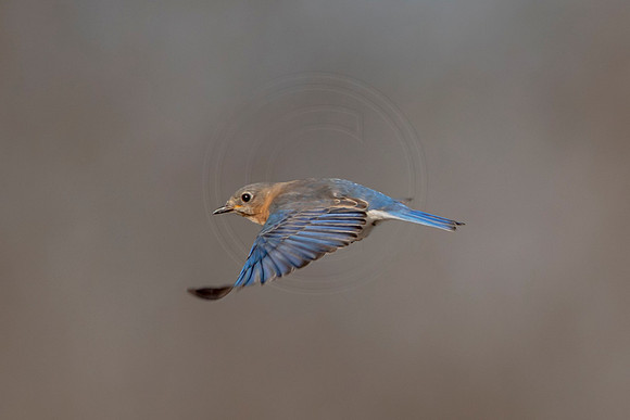 15 eastern bluebird (AF3A2824) April 6, 2020