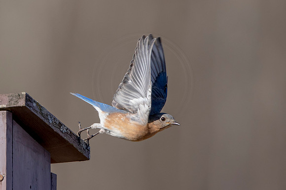 18 eastern bluebird (AF3A2849) April 6, 2020