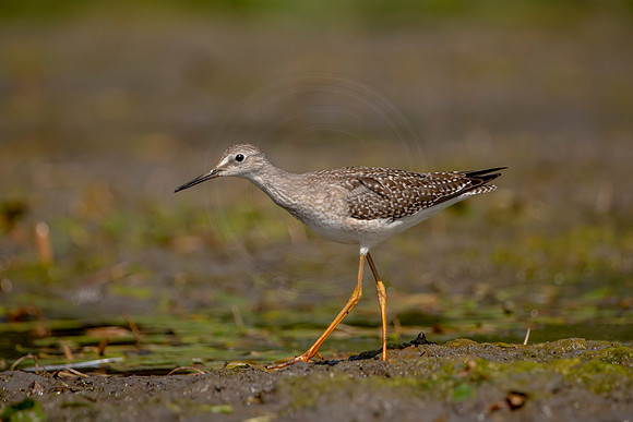 19 sandpiper (624A0433) September 5, 2020