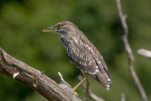 20 juvenile night heron (624A9041) August 1, 2020
