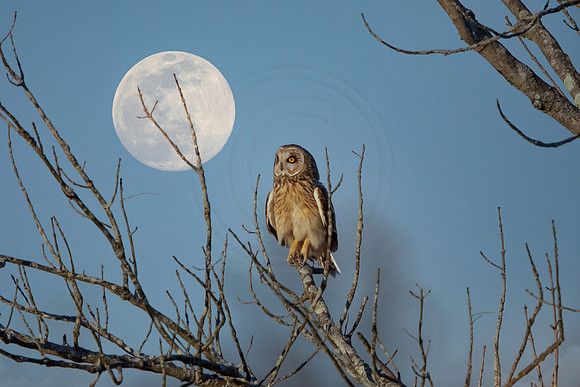 21 composite of owl and moon (AF3A0901) March 8, 2020