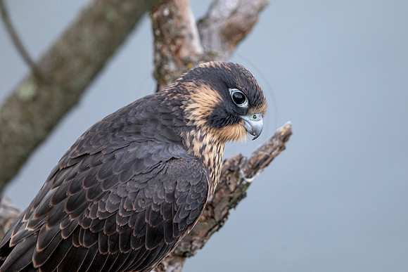 22 immature peregrine falcon (AF3A7954) June 21, 2020