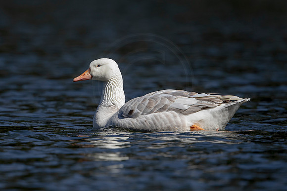 24 white goose (AF3A1146) March 15, 2020