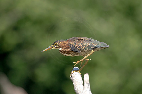 31 green heron (624A9468) August 1, 2020