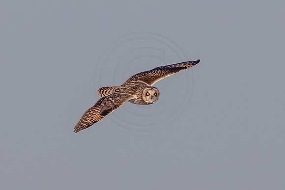 35 seo (AF3838) December 18, 2020