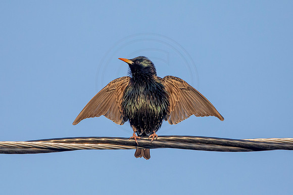 36 starling (AF3A3081) April 6, 2020