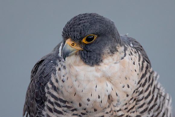 42 peregrine falcon (AF3A0007) March 1, 2020
