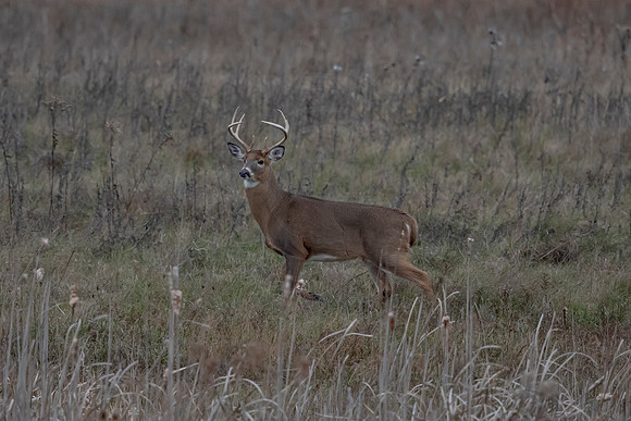 50 bucky (AF3A6219) November 21, 2020