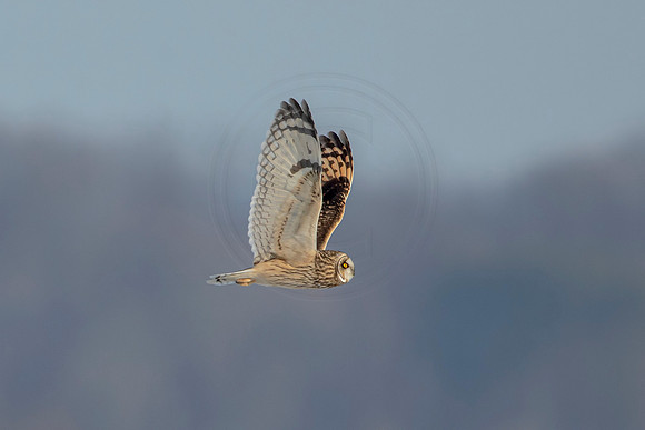 53 seo (AF3A8149) December 21, 2020