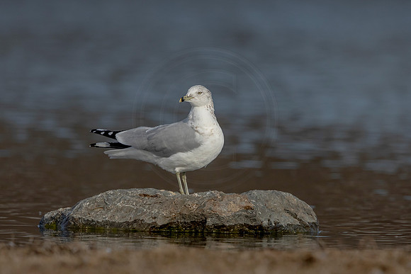 57 gull (AF3A8455) February 23, 2020