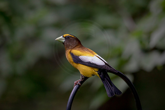 60 evening grossbeak (AF3A8030) June 26, 2020