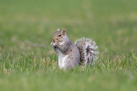 65 squirrel (AF3A3768) April 25 2020