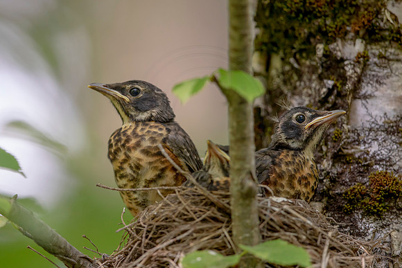 73 robin family (AF3A9872) July 6, 2020