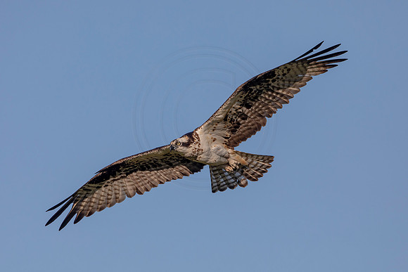 78  female osprey (AF3A7394) June 15, 2020