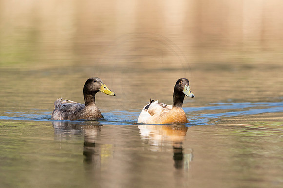 79 ducks (AF3A3948) April 25 2020