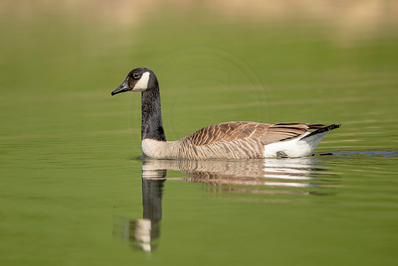 82 goose (AF3A3957) April 25 2020