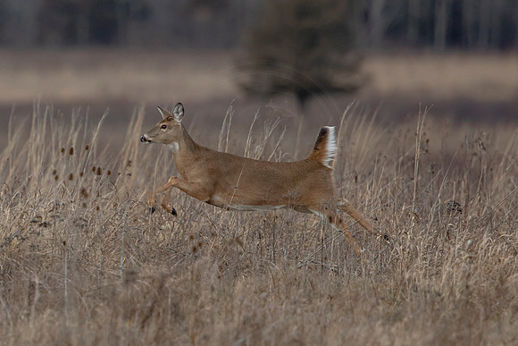 96 deer (AF3A4759) December 30, 2020