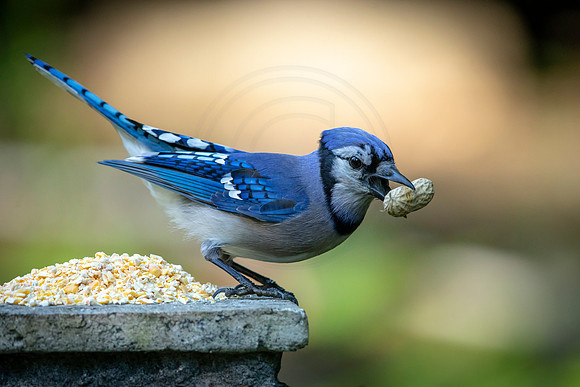 112 blue jay (AF3A7414) June 18, 2020
