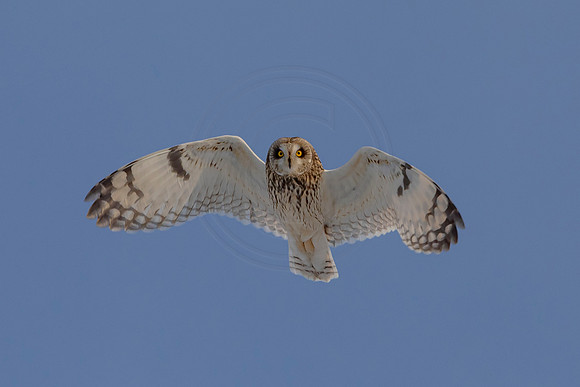 118 seo (AF3A8383) December 21, 2020