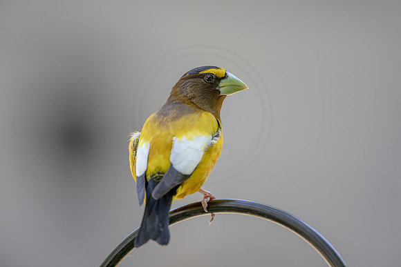 114 evening grosbeak (AF3A7425) June 19, 2020