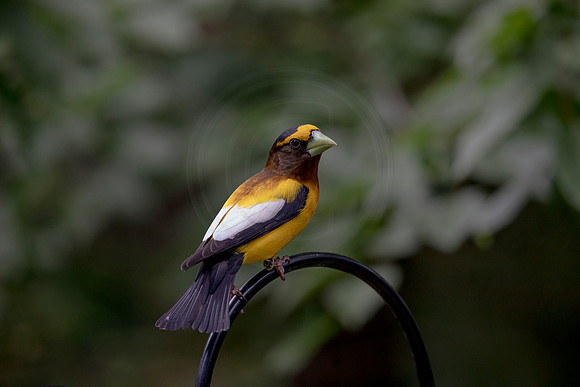 125 evening grosbeak (AF3A8020) June 26, 2020